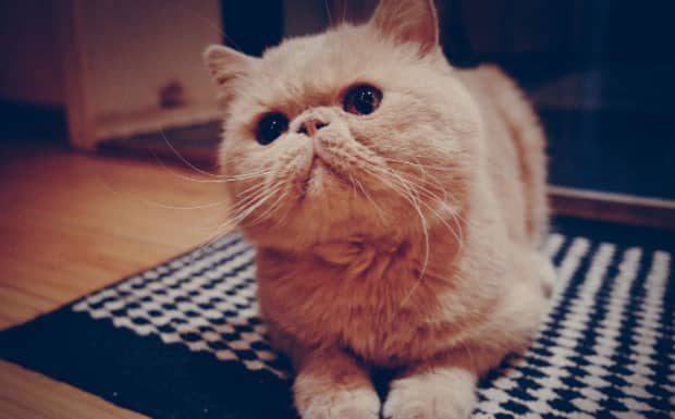 母猫养哪种品种好