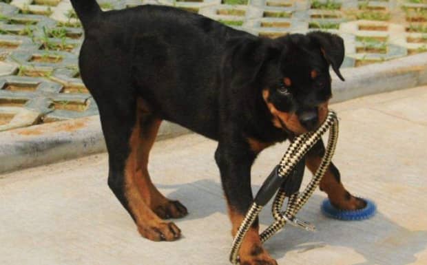 罗威纳犬怕什么 罗威纳犬怕什么