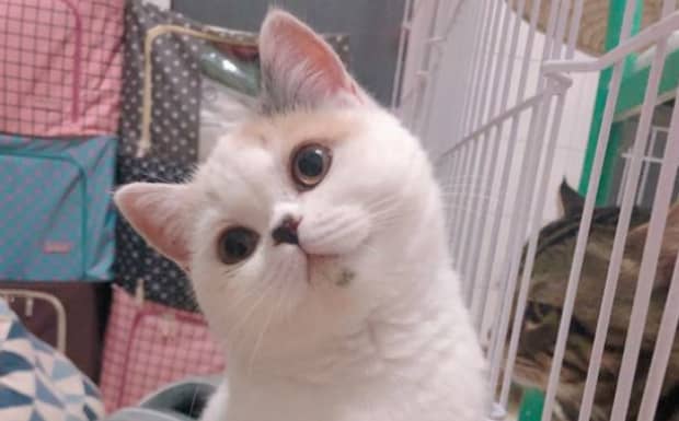 十大便宜好养的猫
