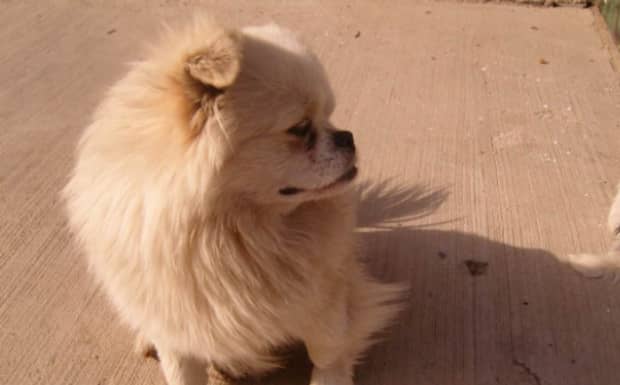 犬瘟到了抽搐阶段还能活多久