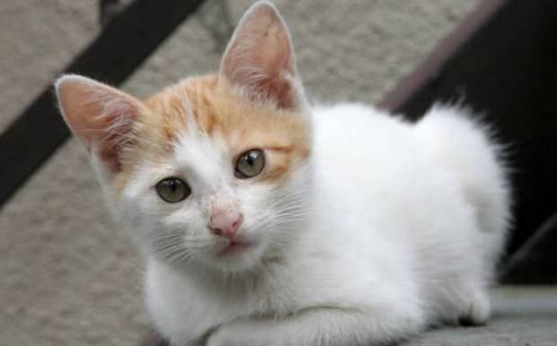 赖氨酸对猫咪的影响 赖氨酸对猫咪的影响