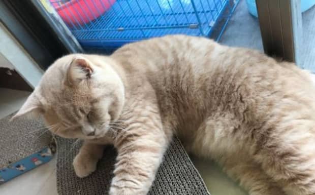 英国短毛蓝猫幼猫多少一只