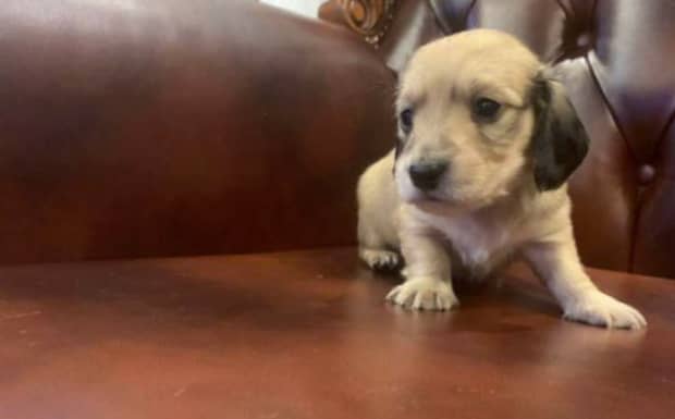 什么小型犬最好养