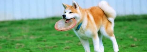 秋田犬为什么禁养