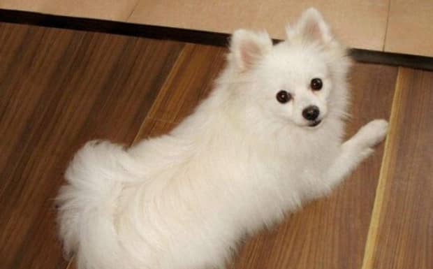 博美幼犬一天喂多少葡萄糖