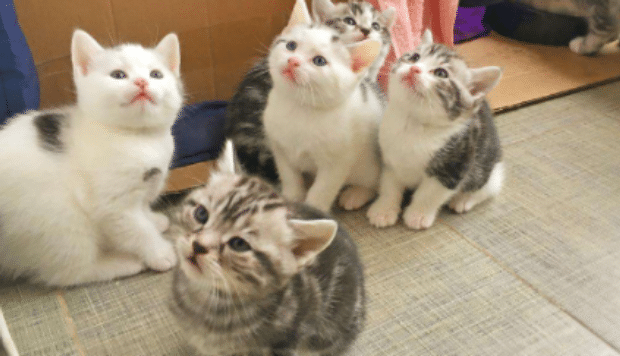 猫条可以天天给猫咪吃吗