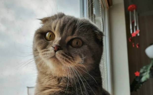 猫会不会自己回家