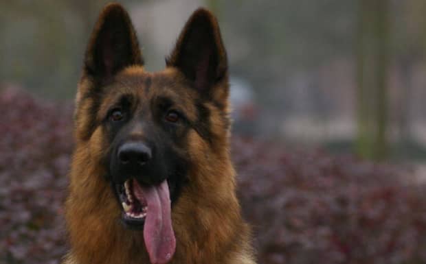 适合新手养的中小型犬