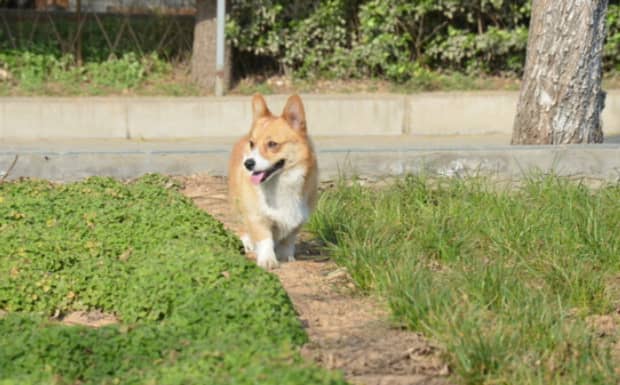 柯基记仇咋办