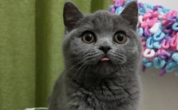 怎么看猫有没有得猫腹水 怎么看猫有没有得猫腹水