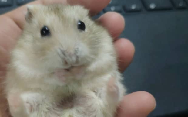 如何判断仓鼠死没