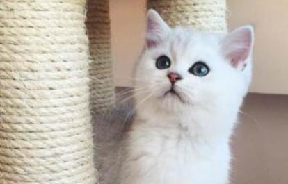 猫砂多长时间要换一次