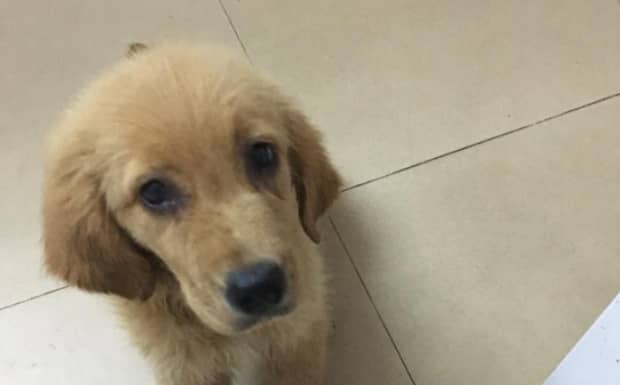 犬瘟热初期症状