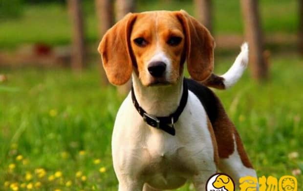 比格犬适合家养吗 比格犬适合家养吗