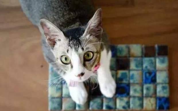 使劲打猫咪的背会有什么后果