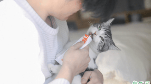 营养膏一般多久喂猫一次