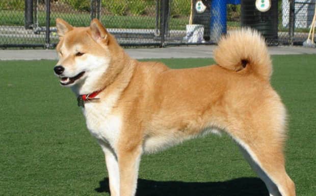 喜欢秋田犬的人性格