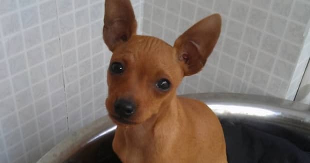 小鹿犬价格-小鹿犬多少钱一只 小鹿犬价格-小鹿犬多少钱一只