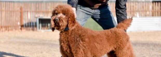 适合家养的霸气巨型犬