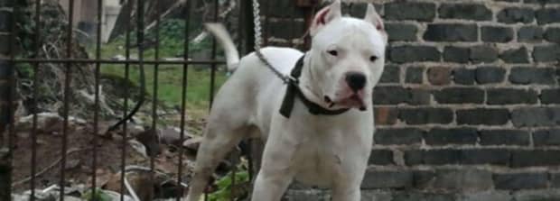 杜高犬十个不养的理由