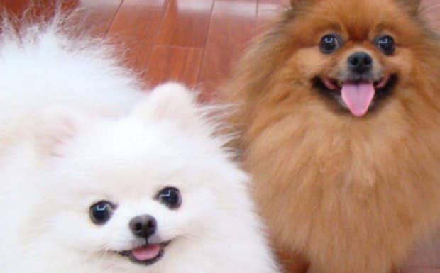 博美犬的性格