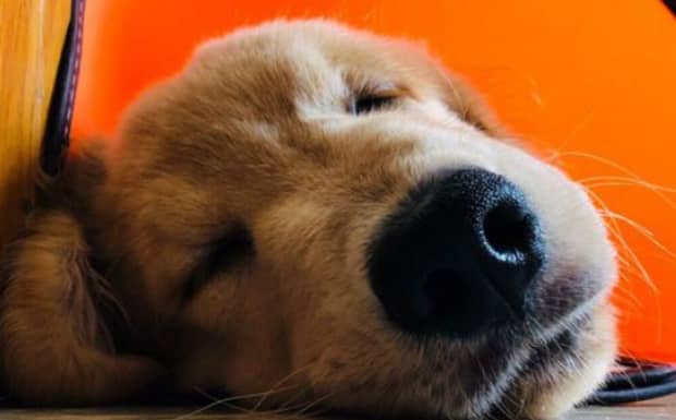 狗狗多久驱虫一次