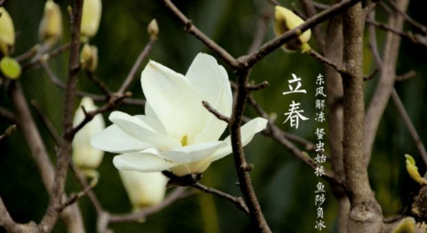 躲春可以和狗狗在一起吗
