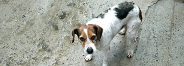 太仓犬是不是属于凶残的狗养它有危险吗