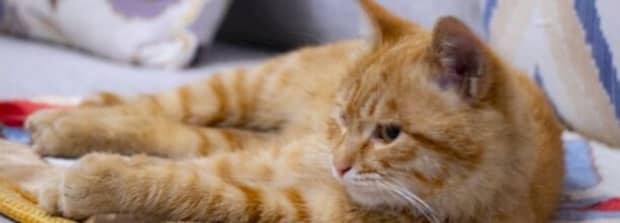 猫咪被击倒后会怎么样
