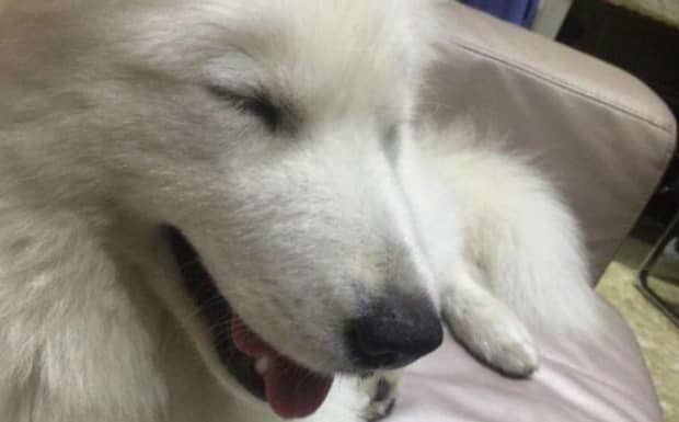 金毛发烧怎么处理