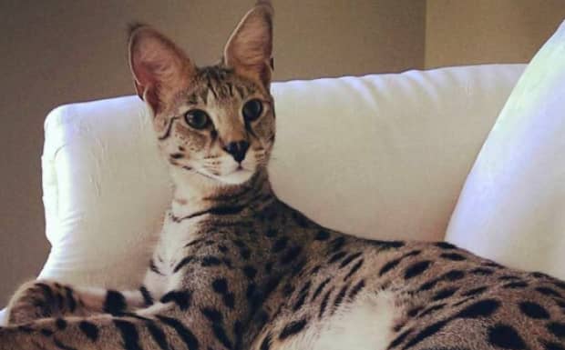 世界上最贵的猫