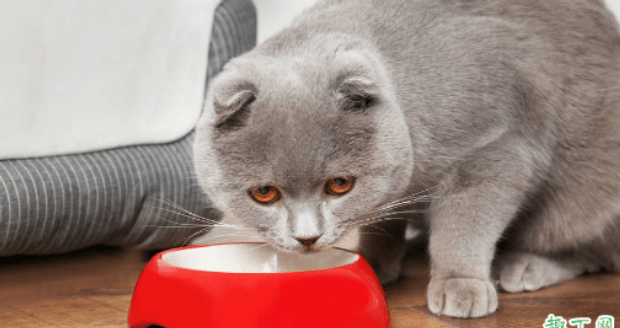猫咪什么时候能吃猫罐头 猫咪什么时候能吃猫罐头