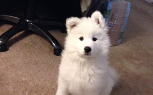 一只纯种萨摩耶幼犬的价格是多少