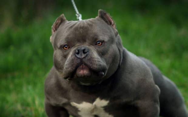 恶霸犬什么颜色最帅