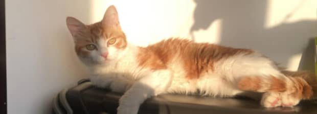 猫绝育什么好处