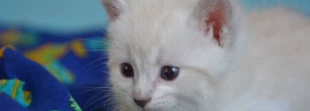 猫咪尿血能自愈吗