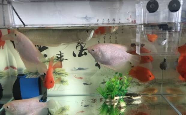 鹦鹉鱼身上有白霜是什么病啊怎么治呢 鹦鹉鱼身上有白霜是什么病啊怎么治呢
