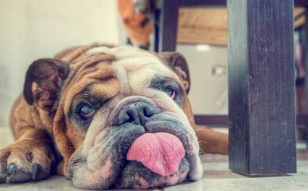 雌犬发情具体表现的四个方面