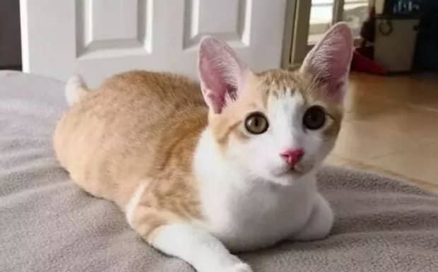 怎么橘猫不胖橘猫太瘦是不健康吗吃什么增肥
