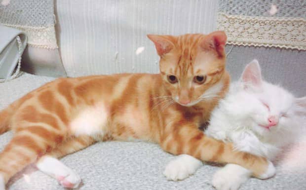 猫能吃什么