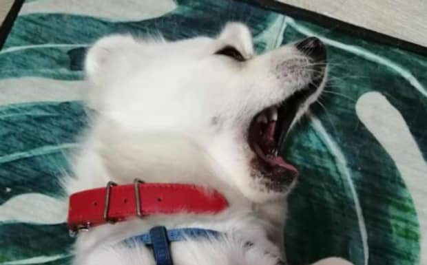 狗狗眼白总是红的总有眼屎怎么回事 狗狗眼白总是红的总有眼屎怎么回事