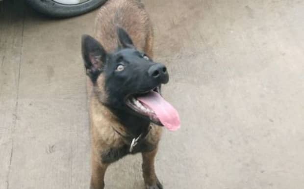 马犬聪明吗马犬智商排名第几 马犬聪明吗马犬智商排名第几