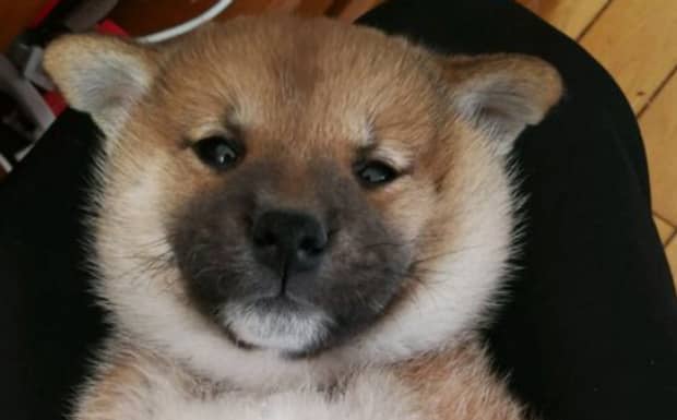 秋田犬与柴犬区别