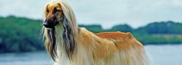 山东禁止养哪些犬