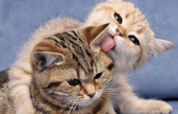 猫咪吐毛球要吐几天