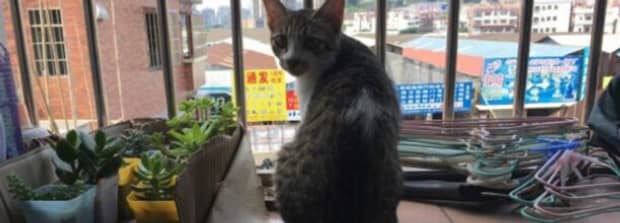 怎么让中华田园猫粘自己