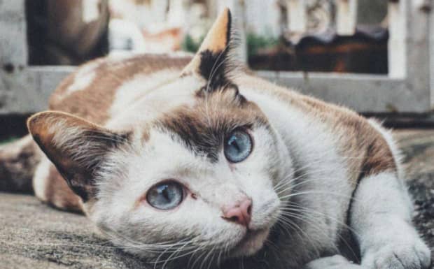 养猫的好处和坏处都有哪些
