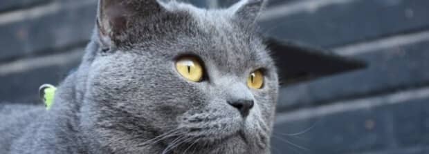 英短蓝猫的优缺点都有哪些