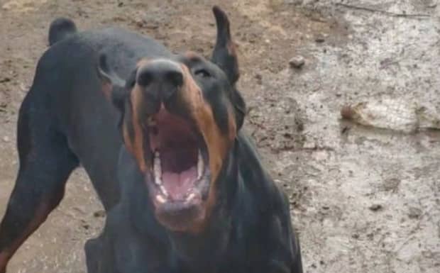 为什么养杜宾犬的人少