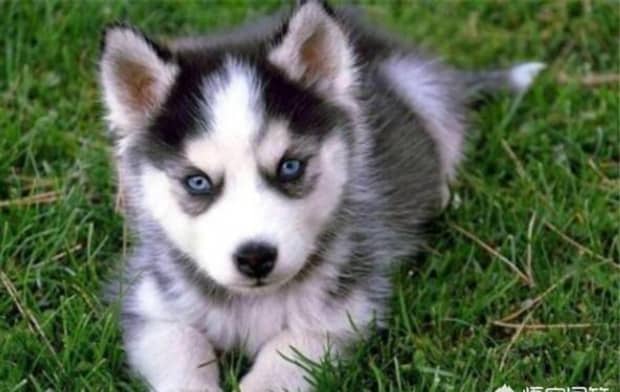 世界十大傻狗排名哈士奇都没进前三斗牛犬超凶猛
